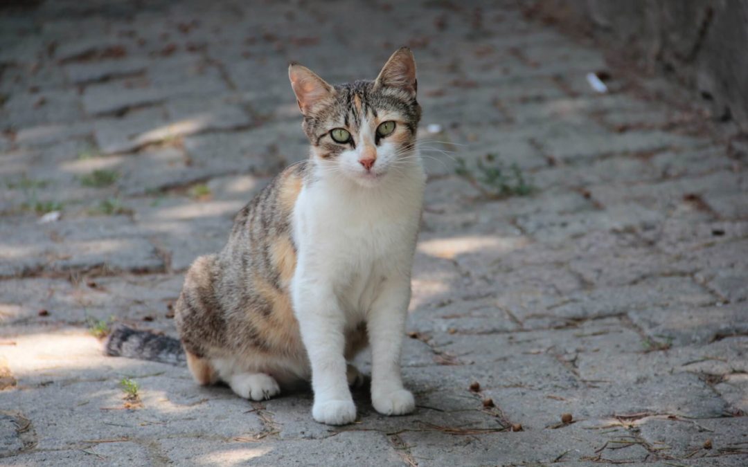 cat-sitting-on-ground