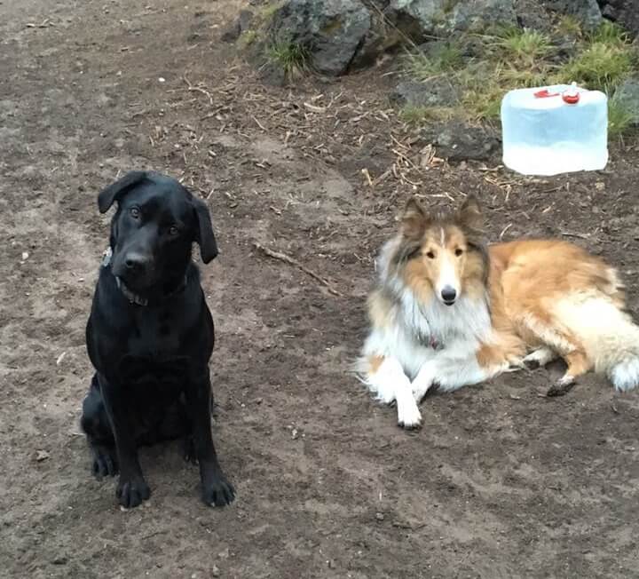 pet sitting near river