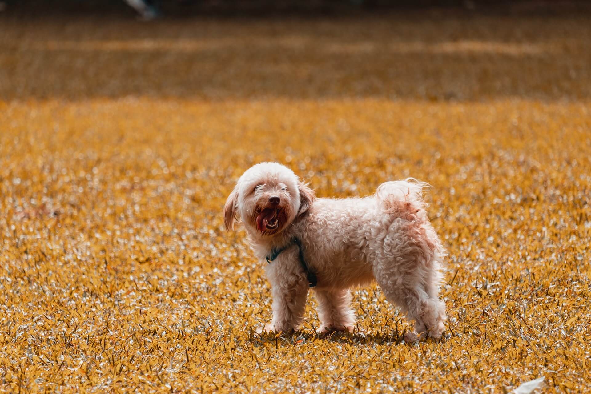 small-dog-standing-over-grass