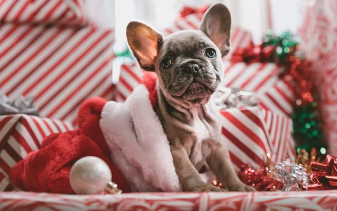 Grey french bulldog amongst Christmas presents