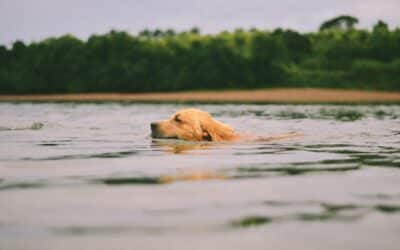 5 Tips for Safe Pet Swimming Practices