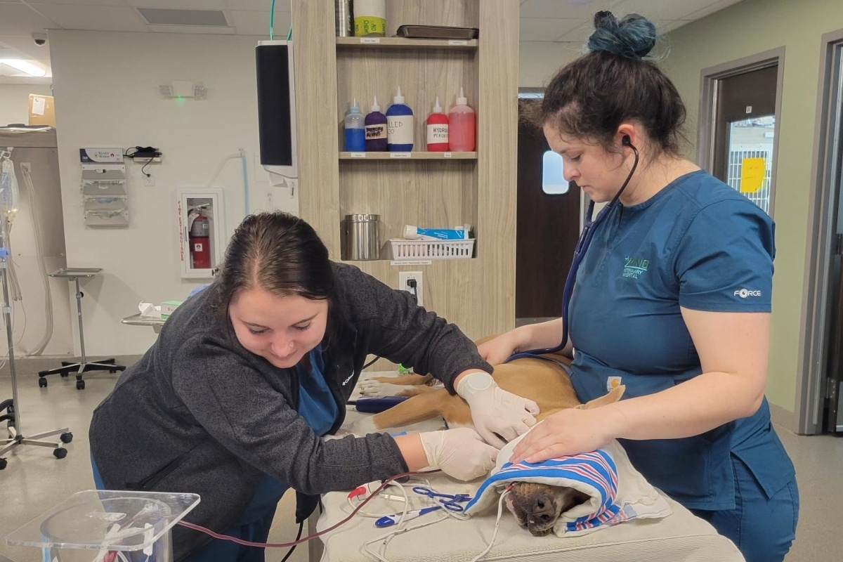 Pet-Orthopedics