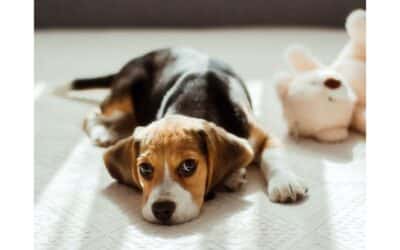 Supporting Your Pets During Back-to-School Season