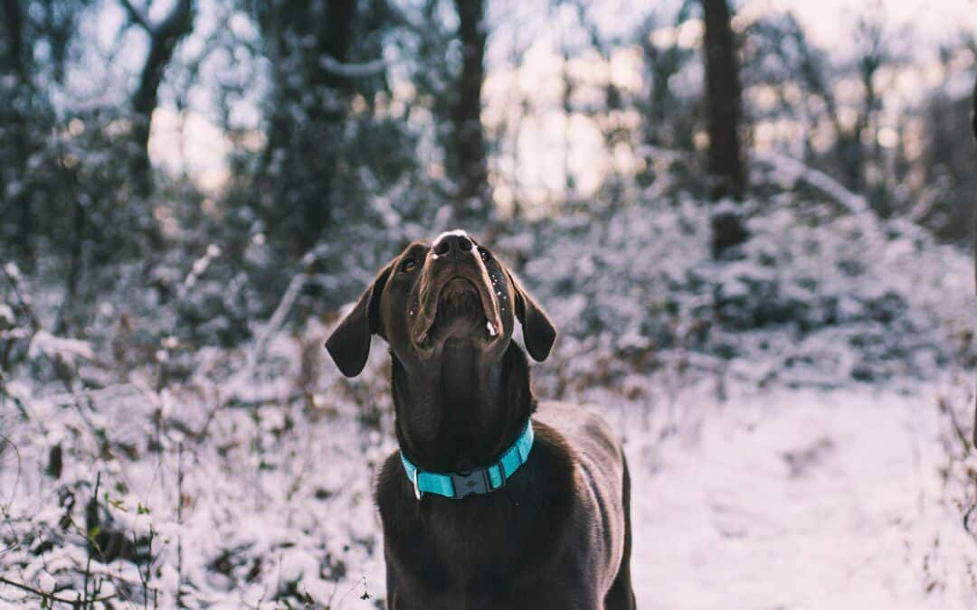Chocolate lab in the winter looking up at the sky as snow falls