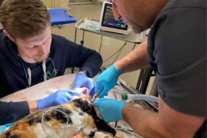 Pet-Orthopedics