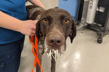 Pet-Wellness-Plans