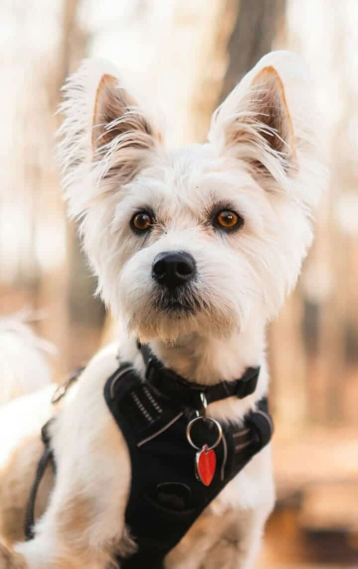 Dog with harness in forest