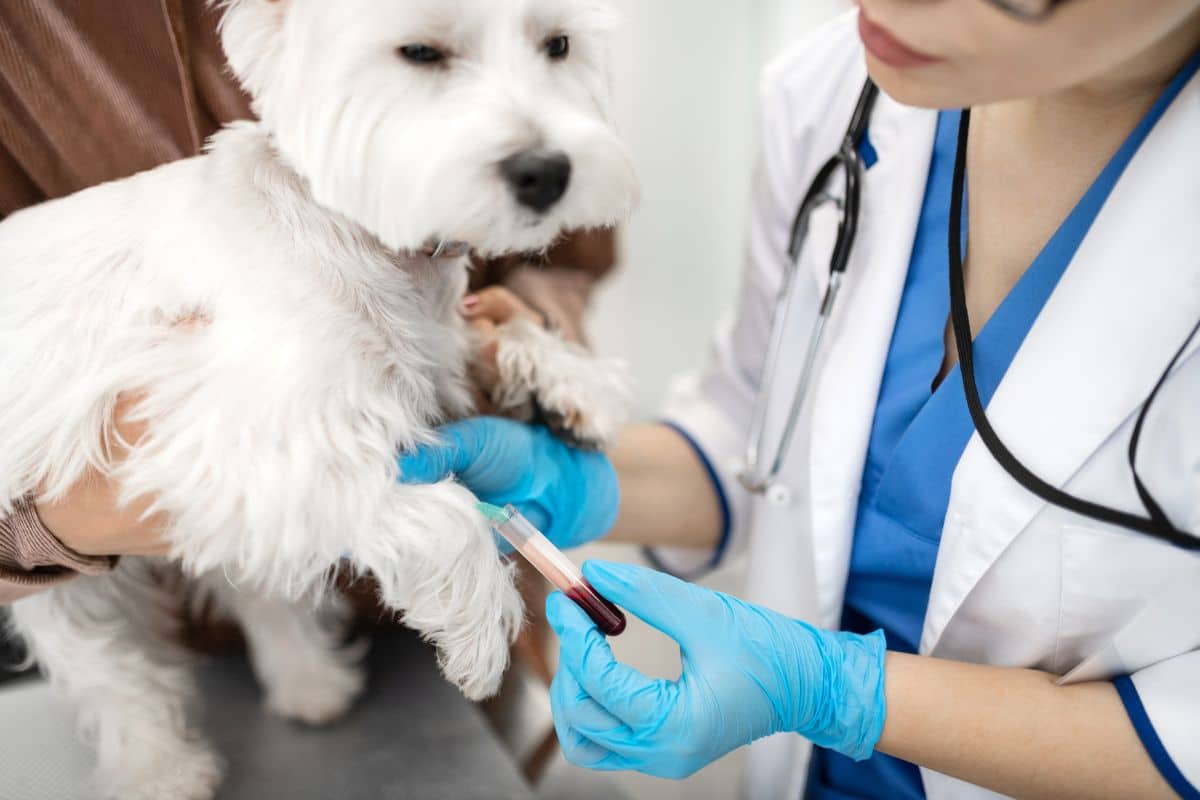 Pet-Dentistry