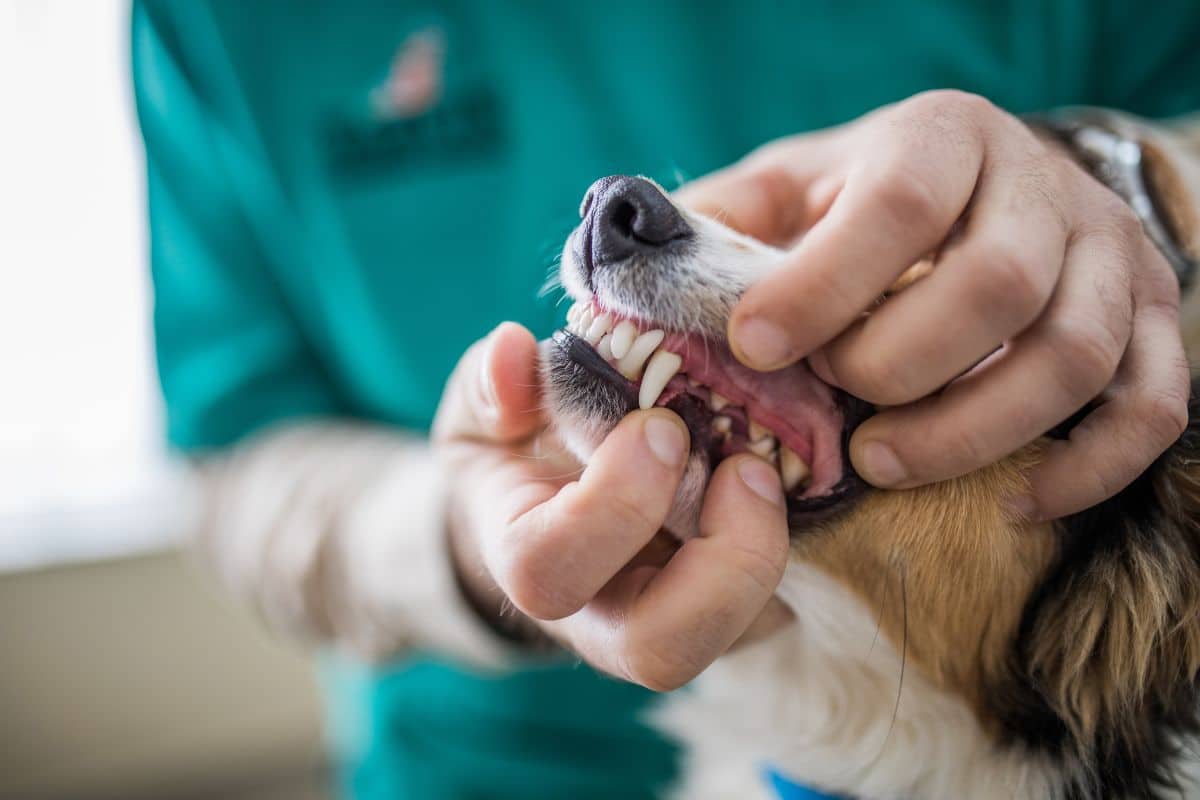 Pet-Dentistry