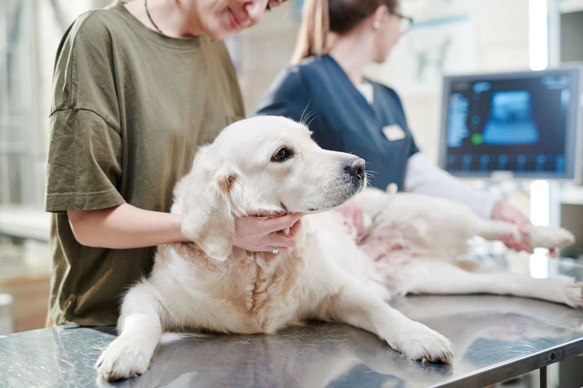 Pet-Dentistry