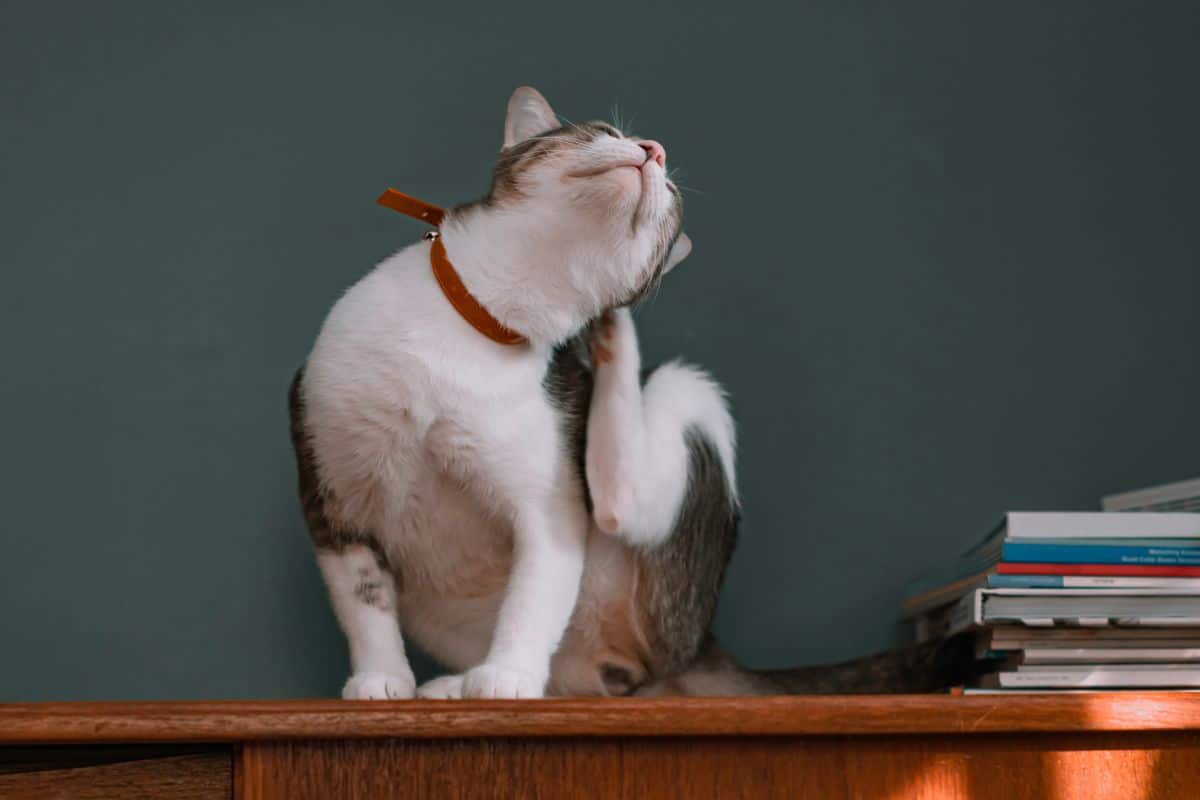 Pet-Orthopedics