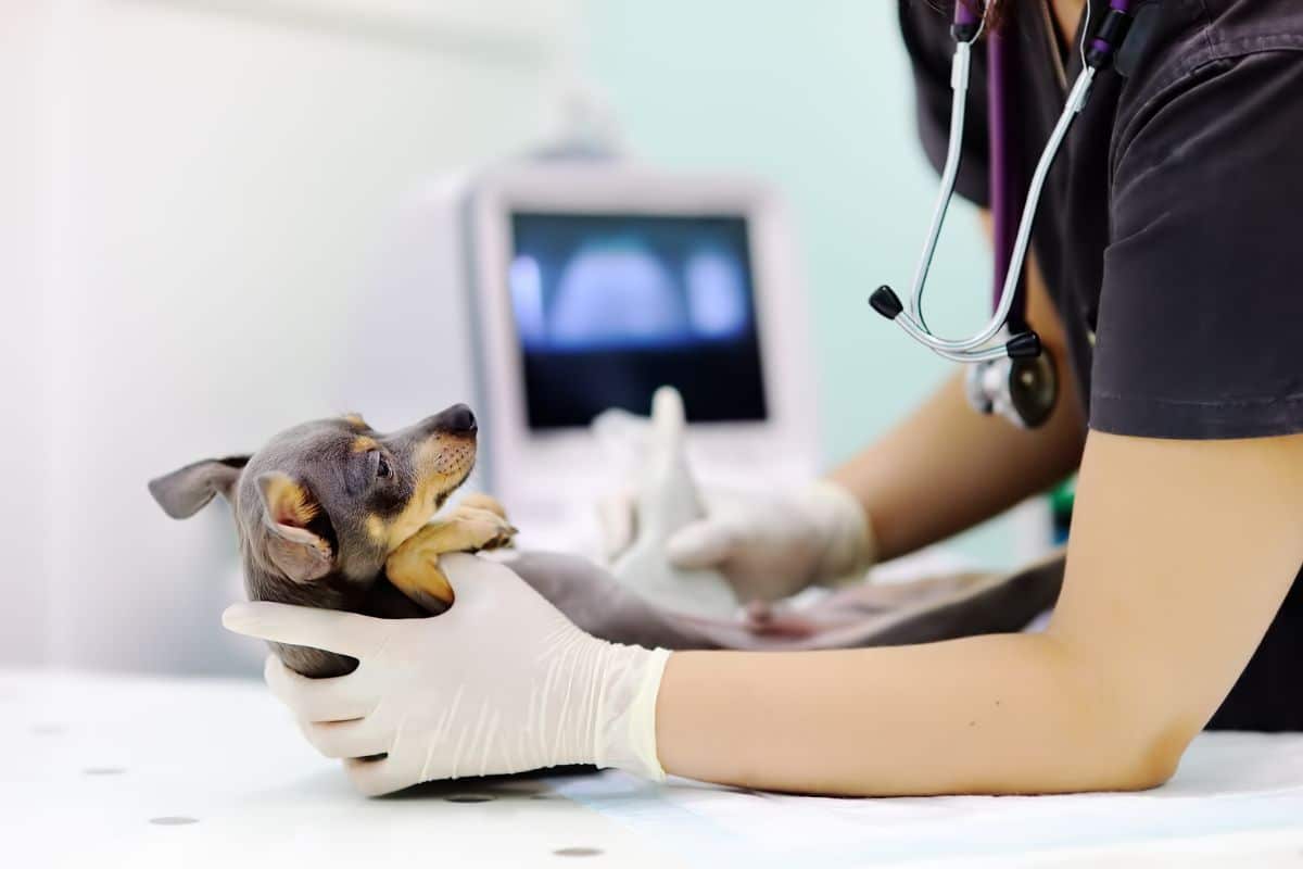 Pet-Orthopedics