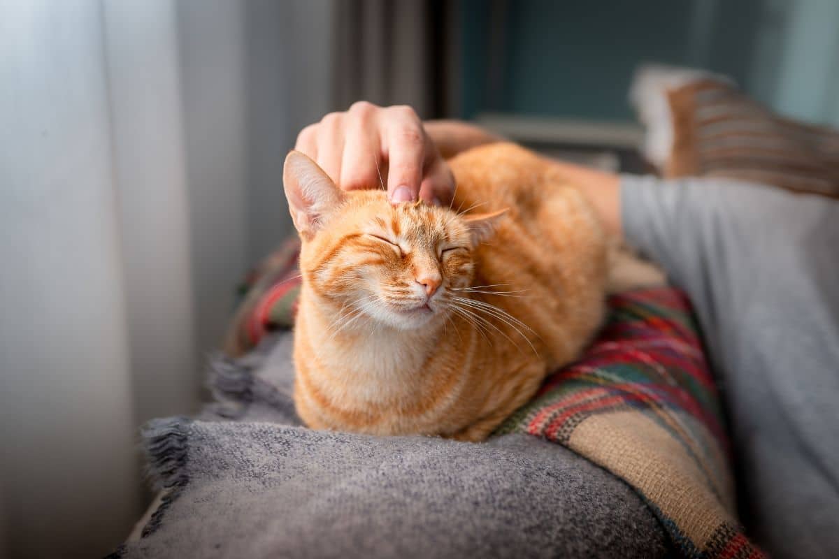 Pet-Orthopedics