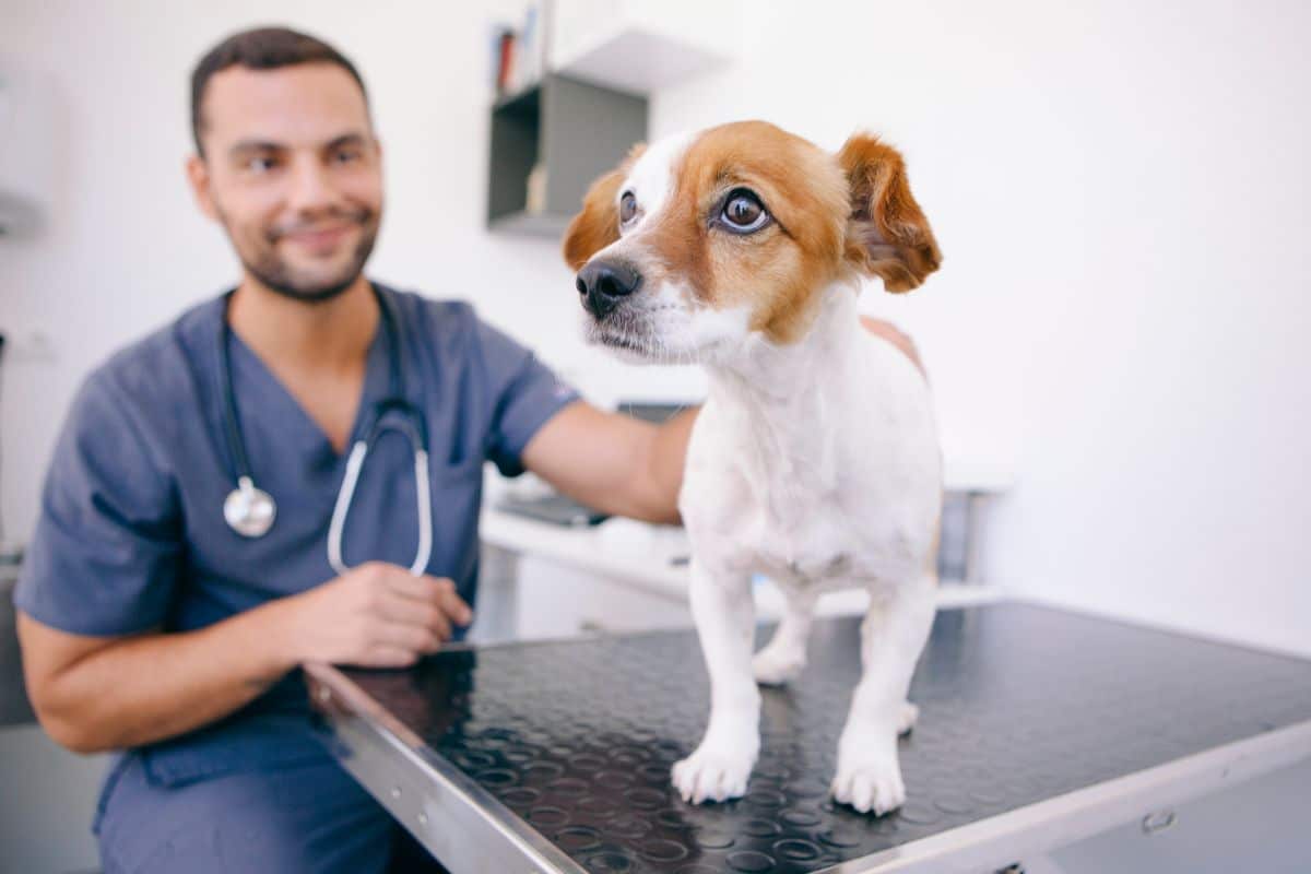 Pet-Orthopedics