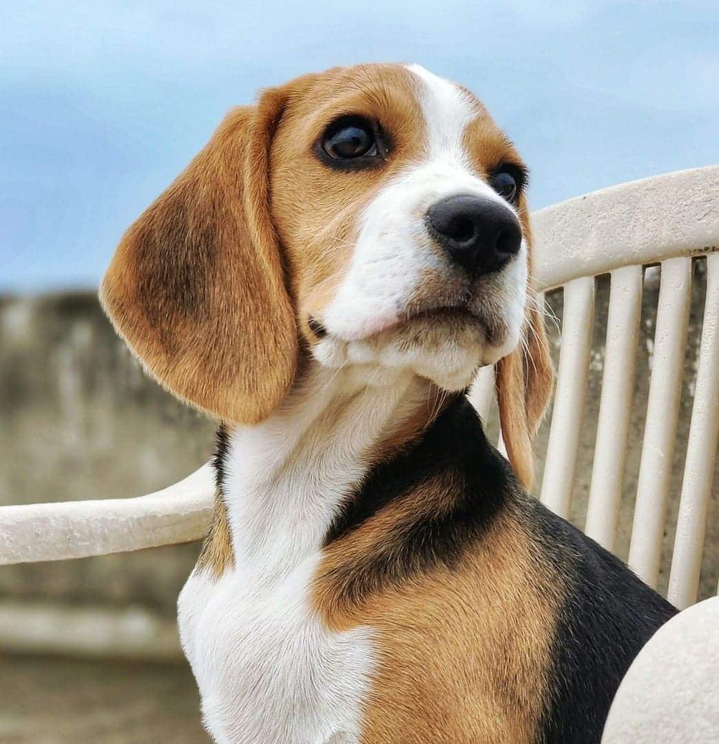 A regal-looking Beagle outdoors