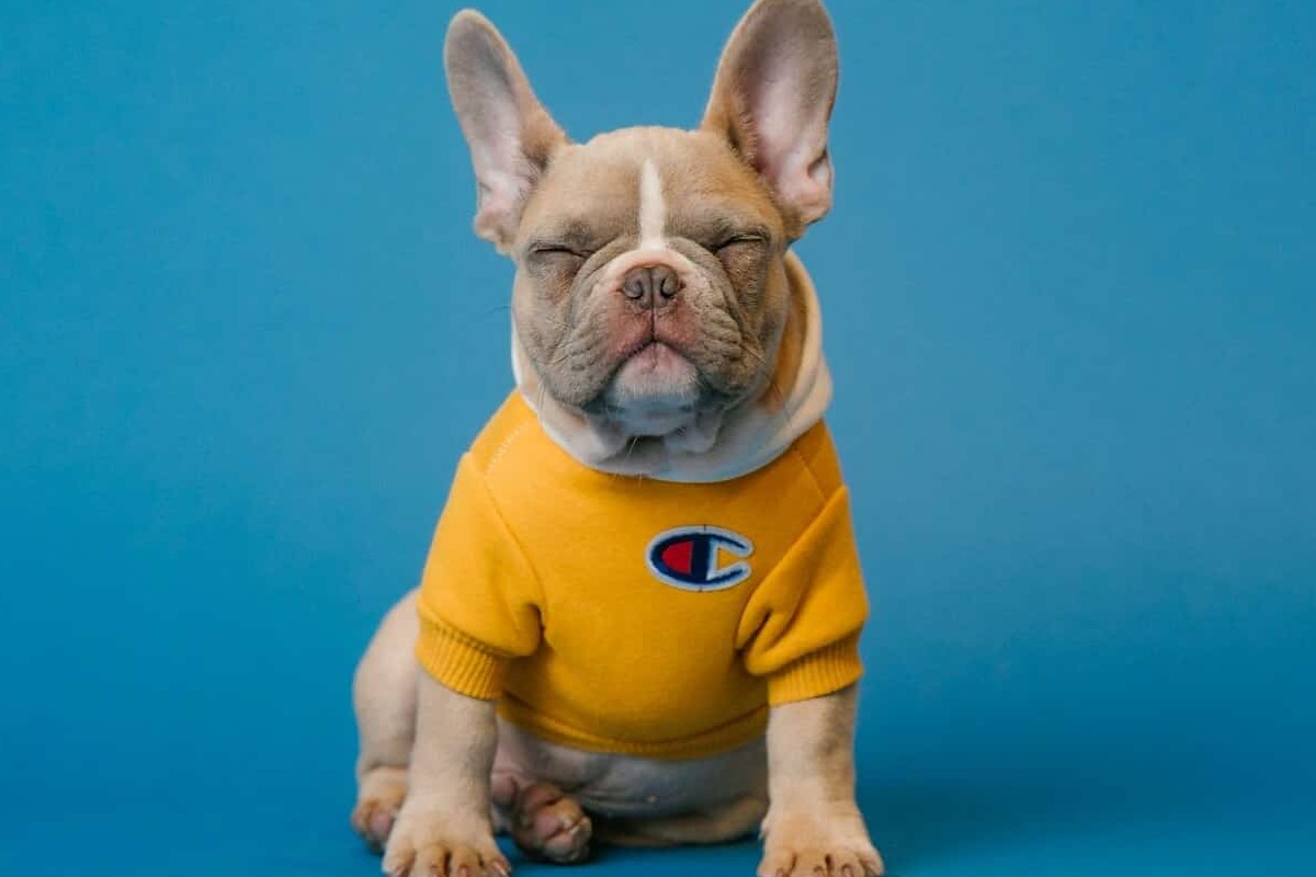 Bulldog-puppy-in-yellow-sweatshirt