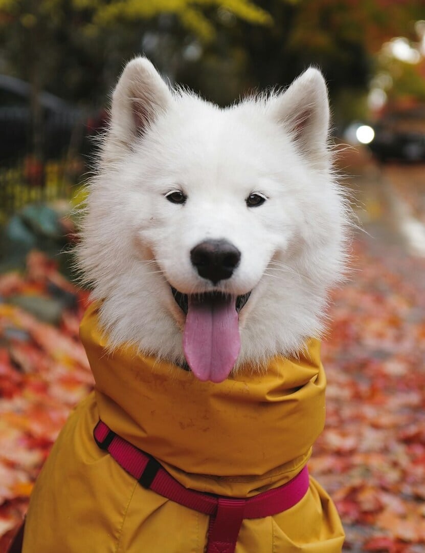 Dog in yellow coat on leaves