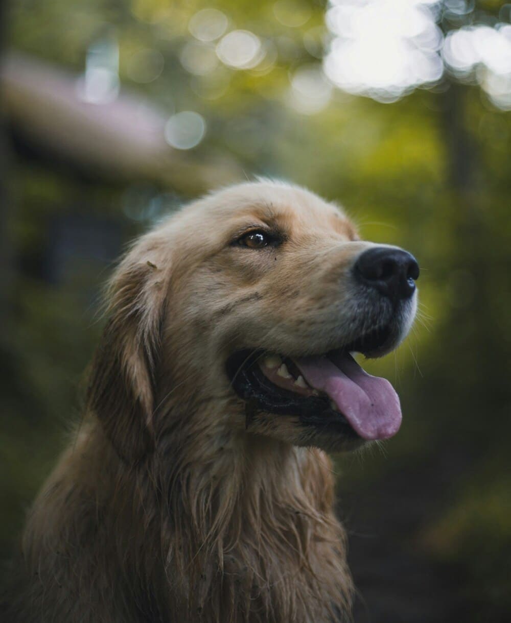 Dog looks off into distance.
