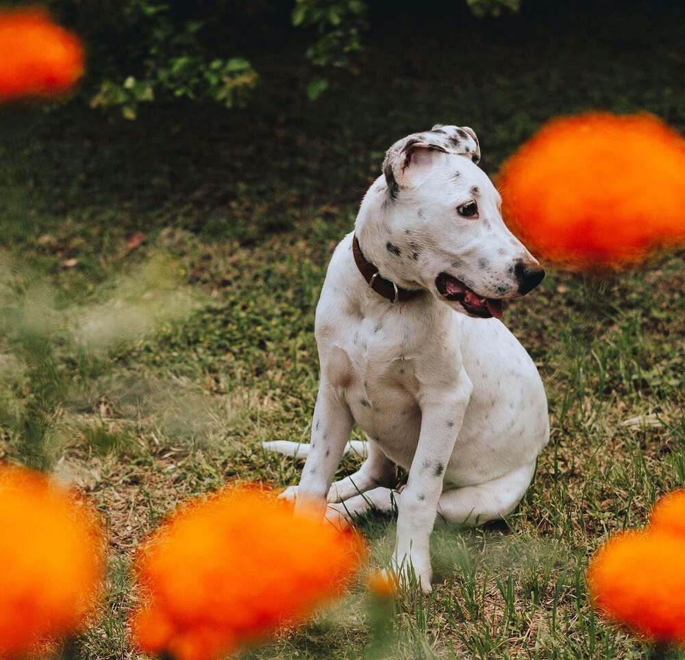 Dog with orange flower bokeh