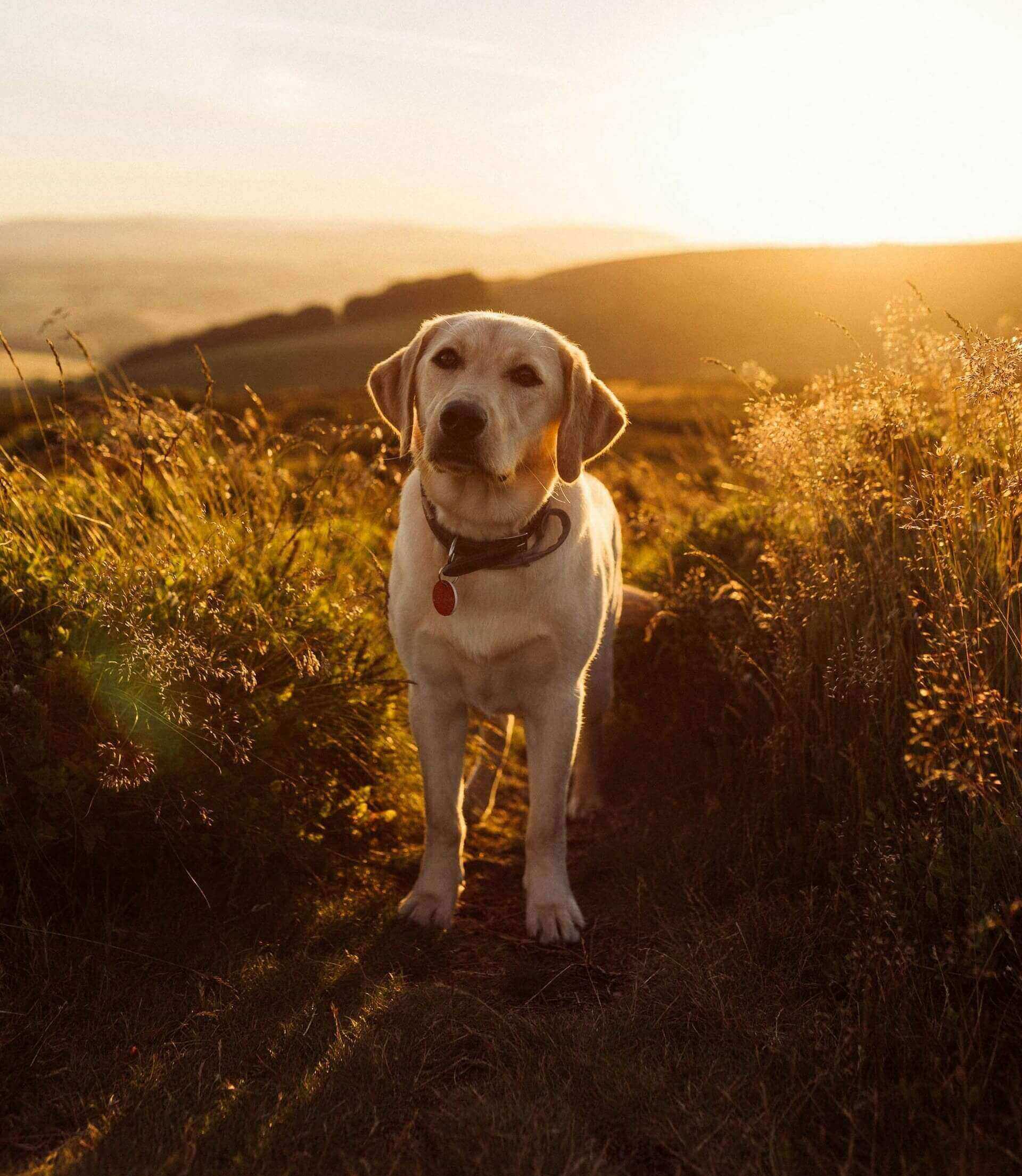 Golden Labrador in sunset field