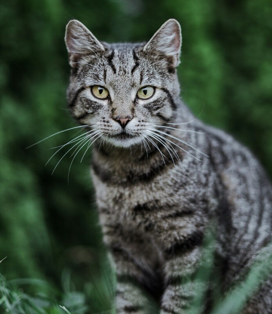 Gray striped cat portrait