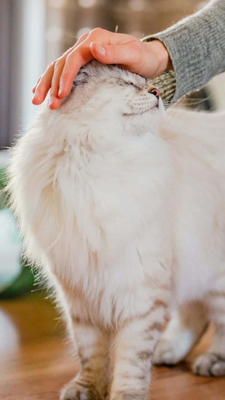 Hand petting a fluffy cat