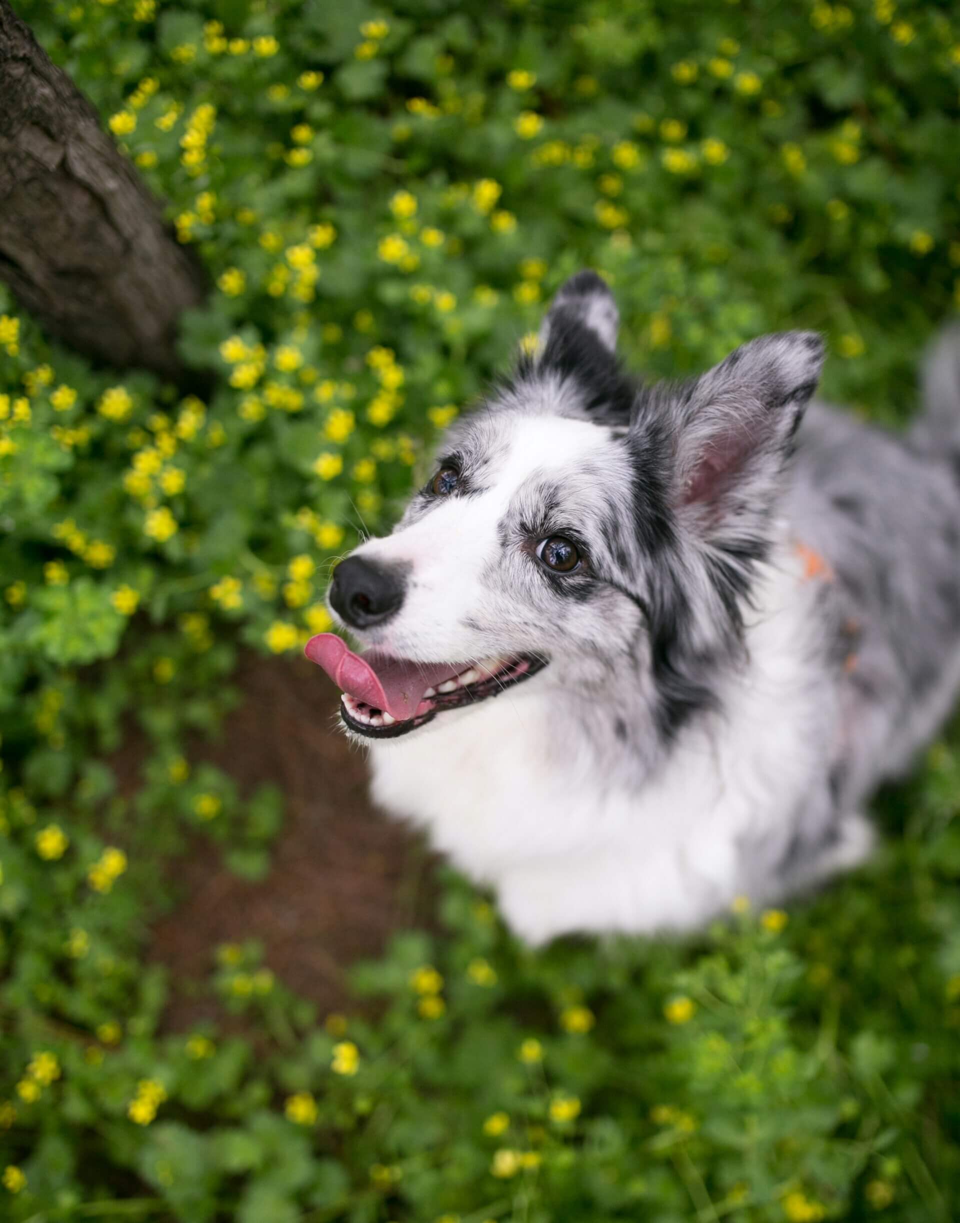 Happy dog looking up
