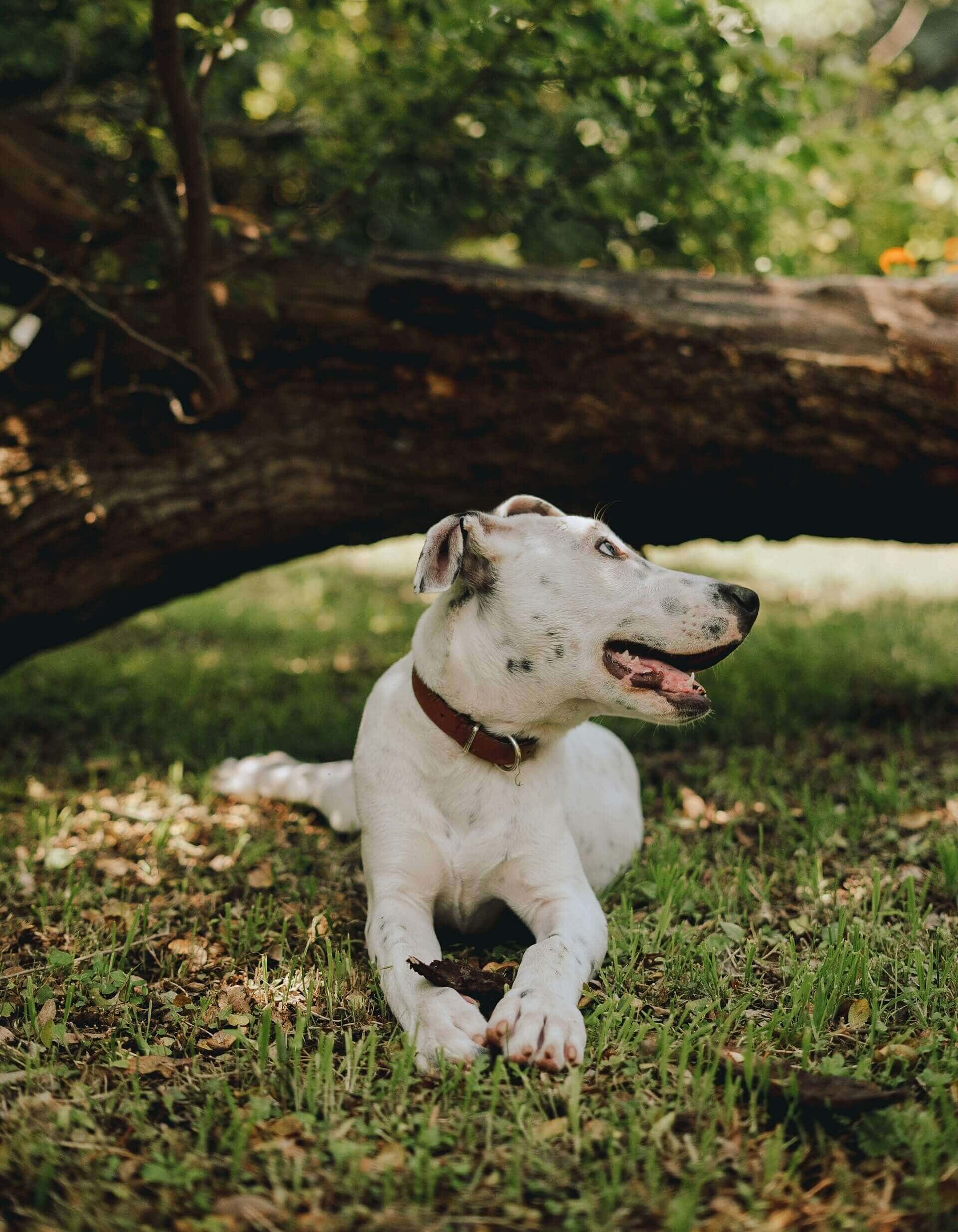 Happy white dog in collar.
