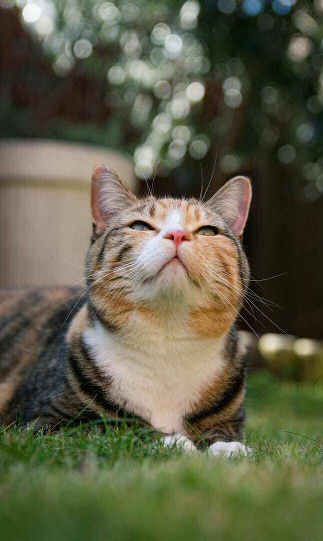 Relaxed tabby cat outside.