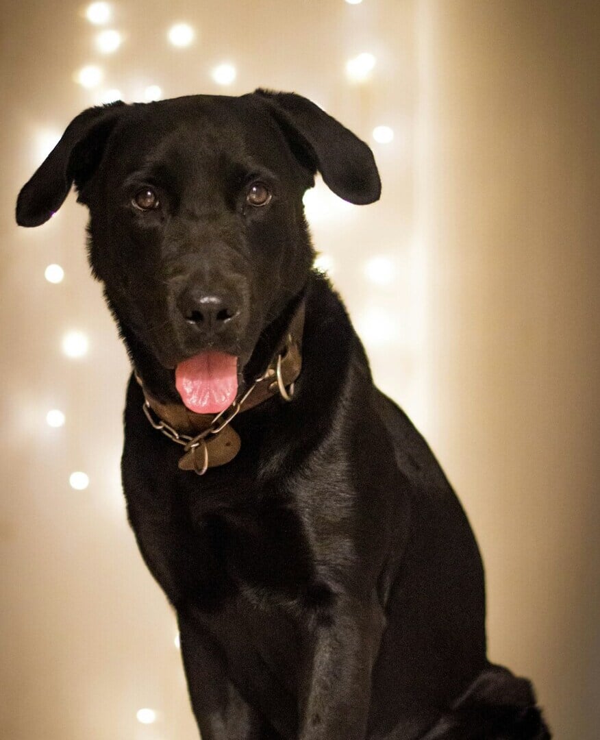 Smiling black dog with string lights.