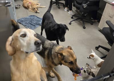 A group of dogs at the vet