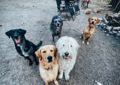 A group of dogs at a campsite