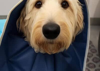 A dog in a safety cone