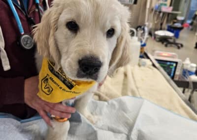 A little golden puppy