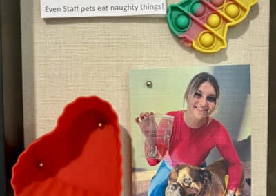 A picture of a cork board that shows what a dog had eaten