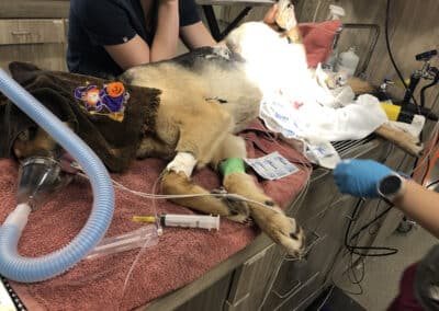 A dog during a surgery