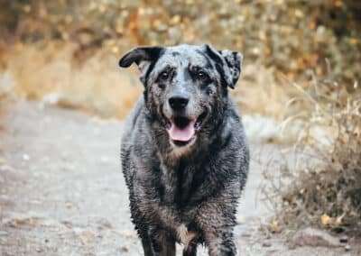 A happy black and white dog on a trail