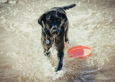 A black dog playing with a frisbee in the water
