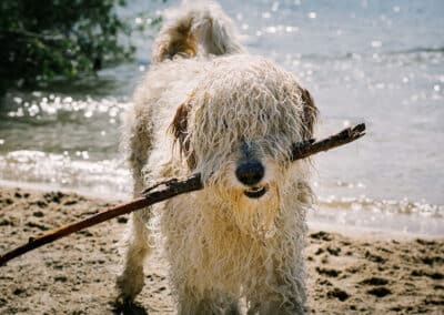 A long haired dog at the beach with a stick
