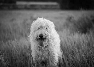 A long haired dog in a black and white photo