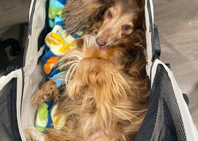 A little long-haired dog in a stroller