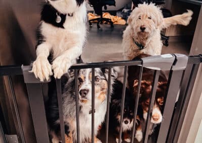 A group of happy dogs at the vet