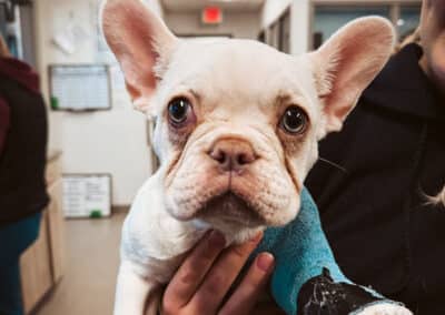 A french bulldog with a hurt leg