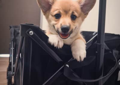 A little corgi puppy in a cart