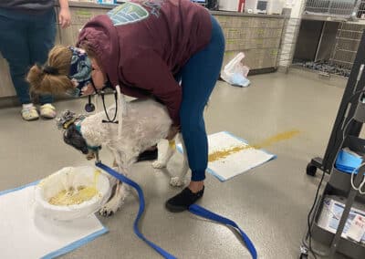 A dog at the vet