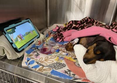 A little dog sleeping after surgery