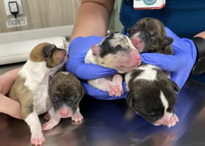 A litter of newborn puppies