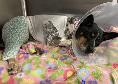 A dog post-surgery resting