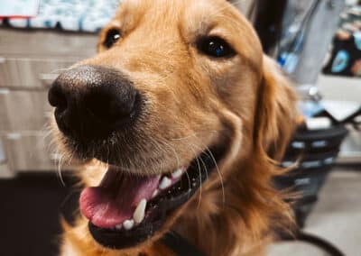 A happy dog at the vet
