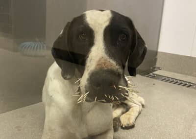A dog with porcupine quills in its face